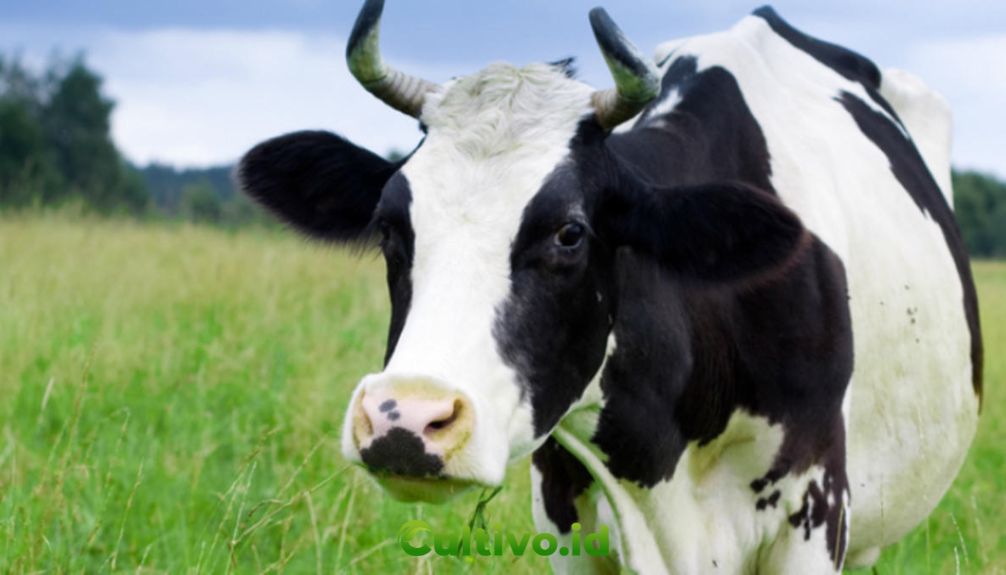analisa usaha ternak sapi perah modern