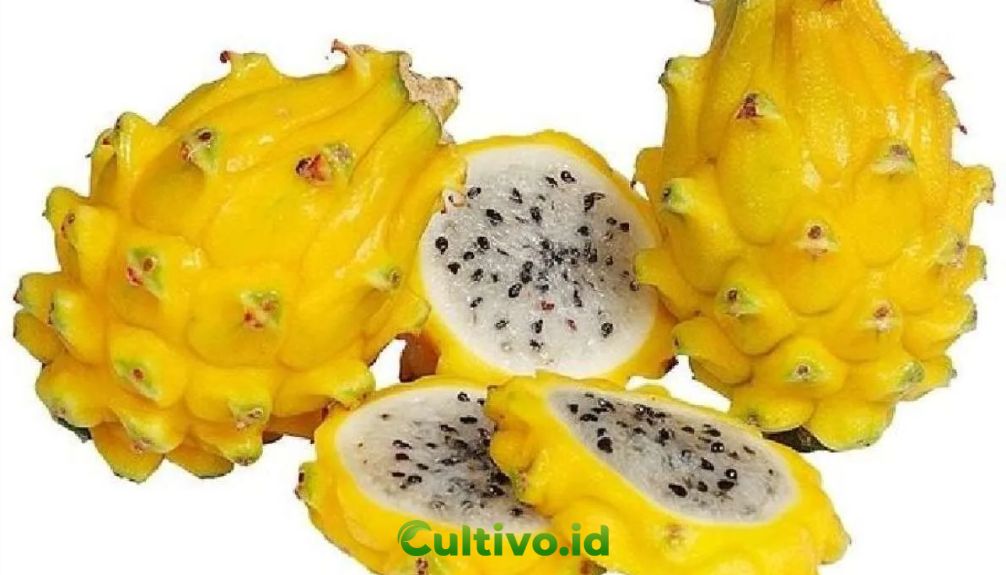 cara memilih benih buah naga kuning yang baik