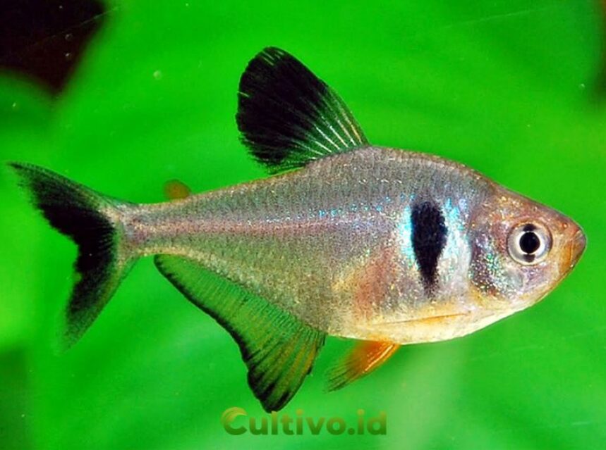 budidaya ikan black tetra