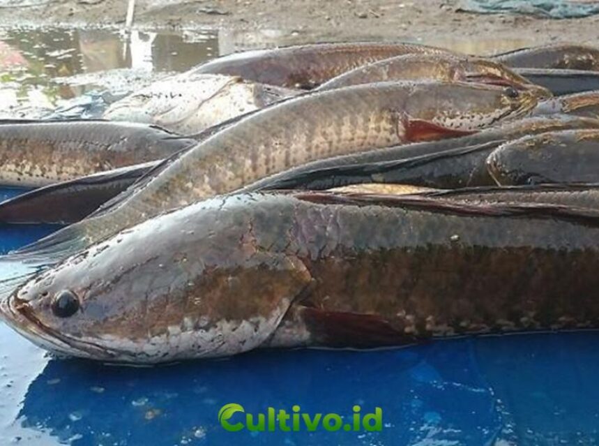 budidaya ikan gabus di kolam terpal