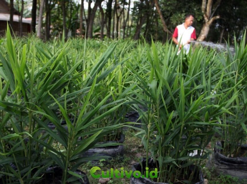 cara tanam jahe merah di polybag