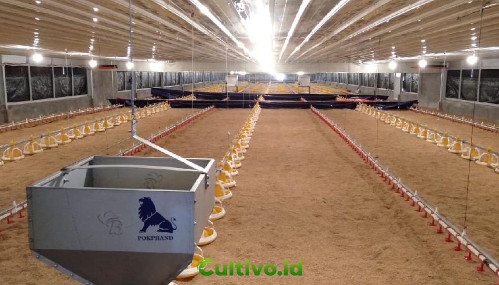 inovasi teknologi peternakan ayam modern