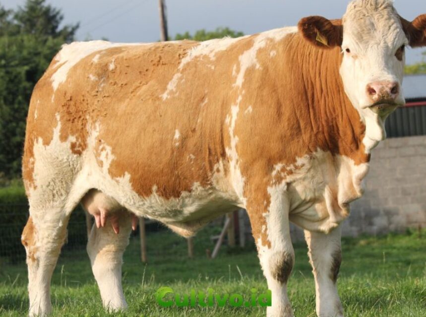 keunggulan sapi simmental