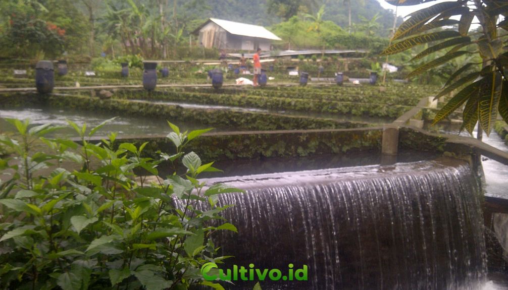 lokasi terbaik kolam budidaya ikan nila