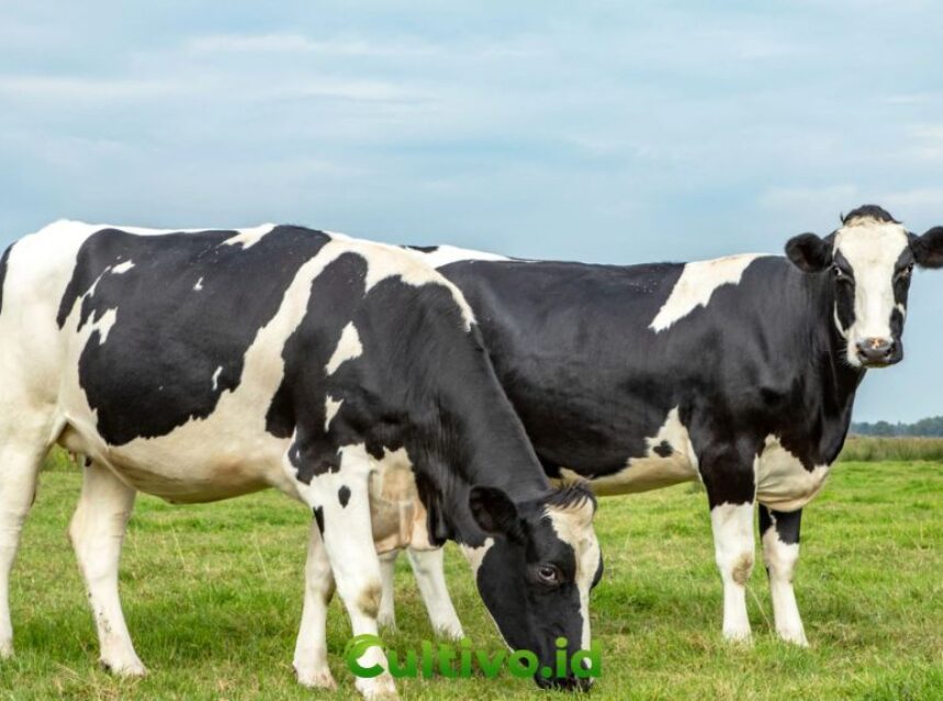 keunggulan sapi Friesian Holstein