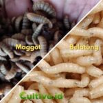 perbedaan maggot dan belatung