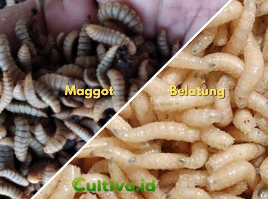 perbedaan maggot dan belatung