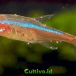 bintik putih pada ikan neon tetra