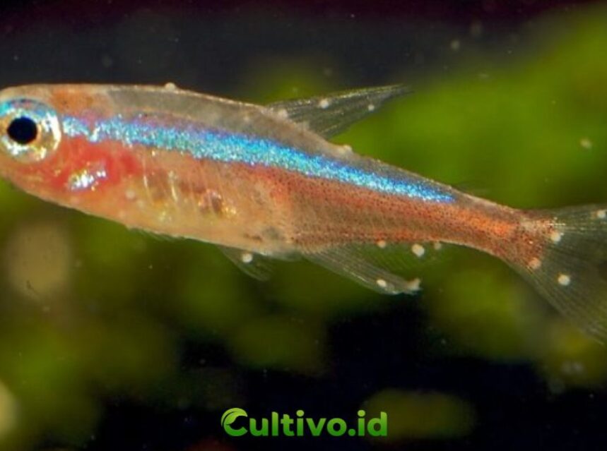 bintik putih pada ikan neon tetra