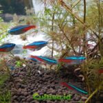 cara budidaya ikan neon tetra