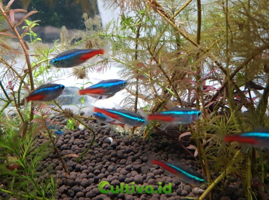 cara budidaya ikan neon tetra