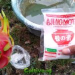 manfaat ajinomoto untuk buah naga