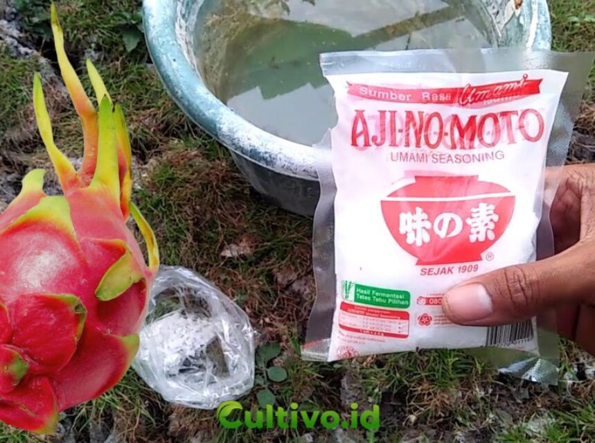 manfaat ajinomoto untuk buah naga